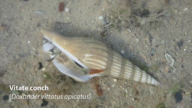 Vitate conch (Doxander vittatus apicatus)