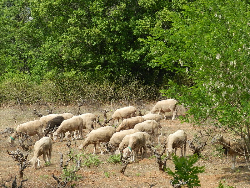 Les moutons à Trets : Printemps 2016