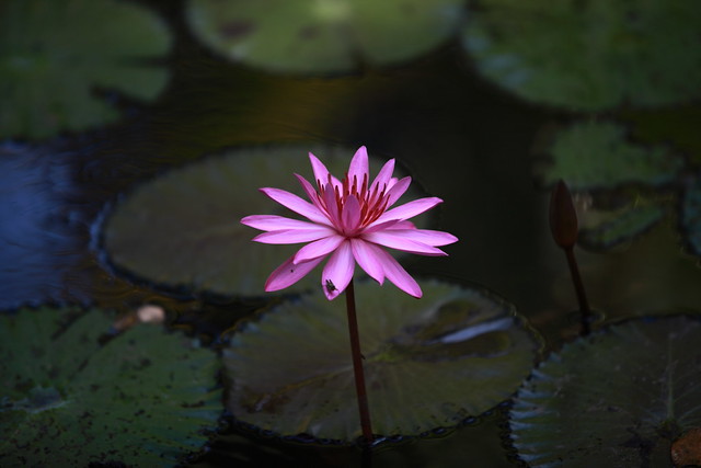 Magical Lotus In Bali