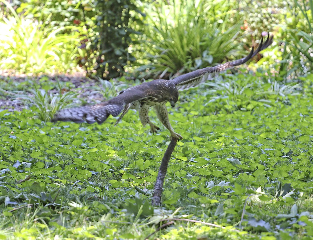 Hawk capturing a stick