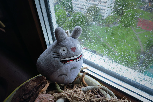 Day #141: totoro admires by the rain