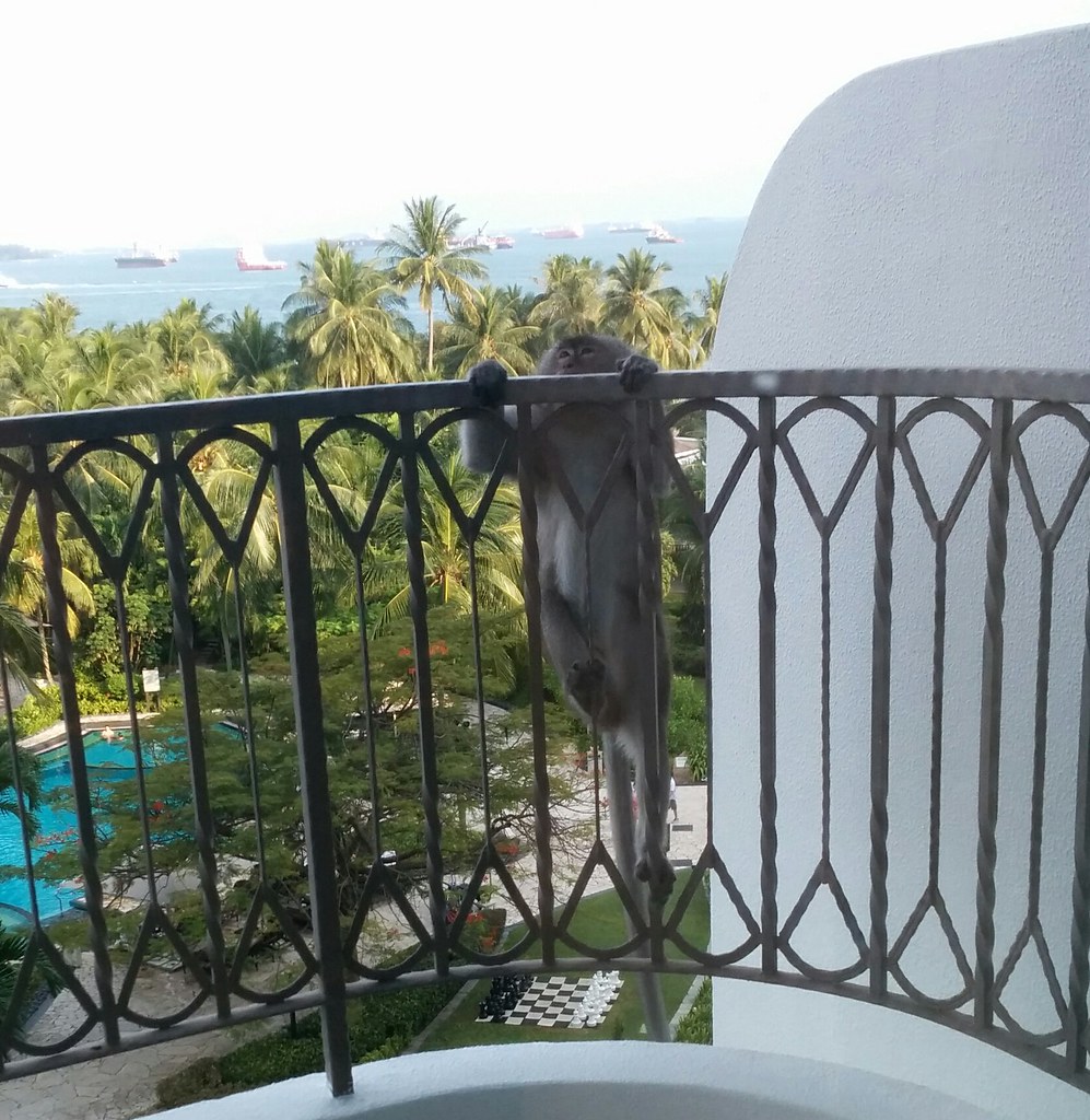 Monkey at Shangri La resort, Sentosa, Singapore