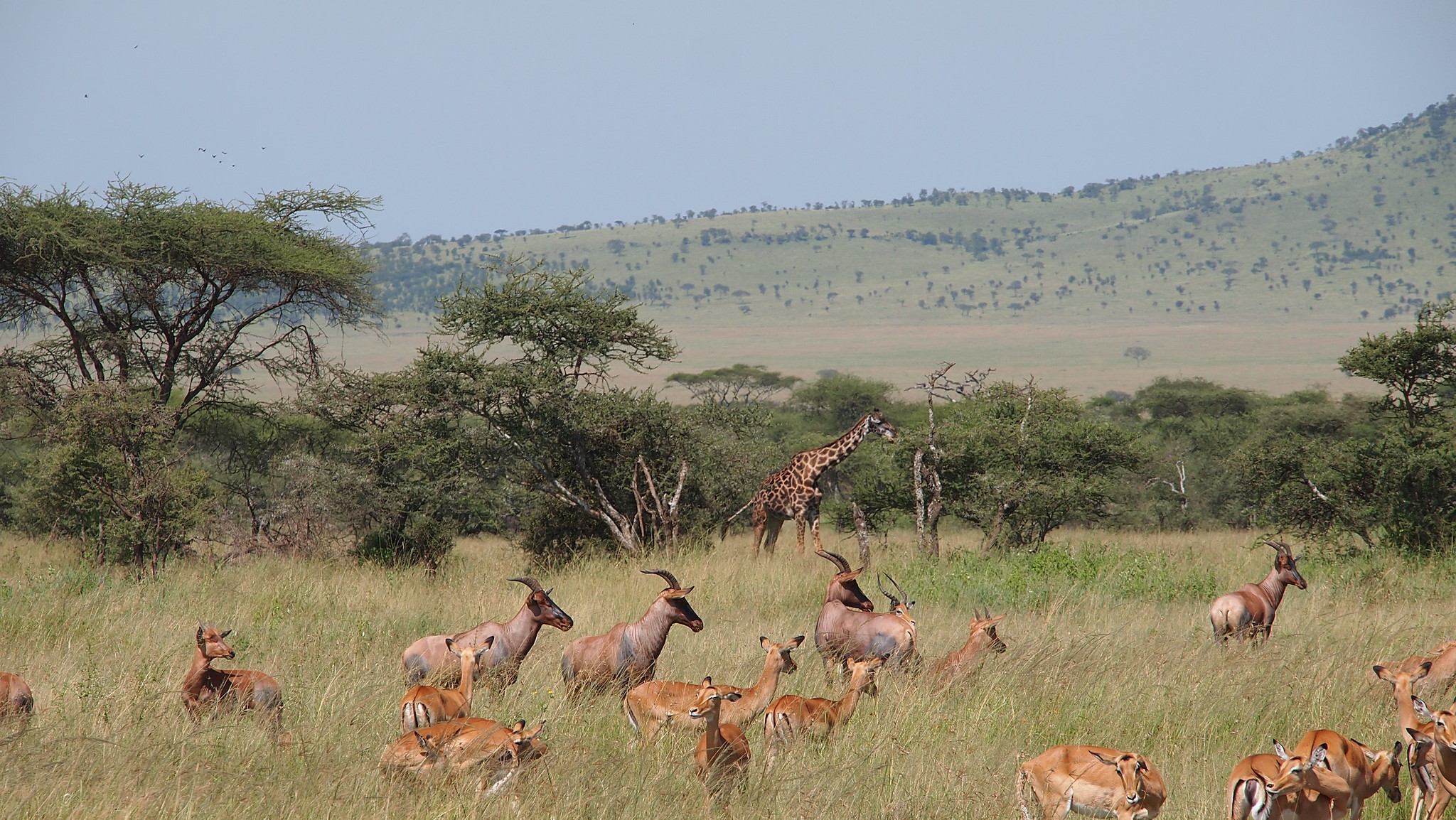 Tansanian Safari 2016