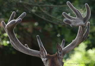 Antlerblog_5067