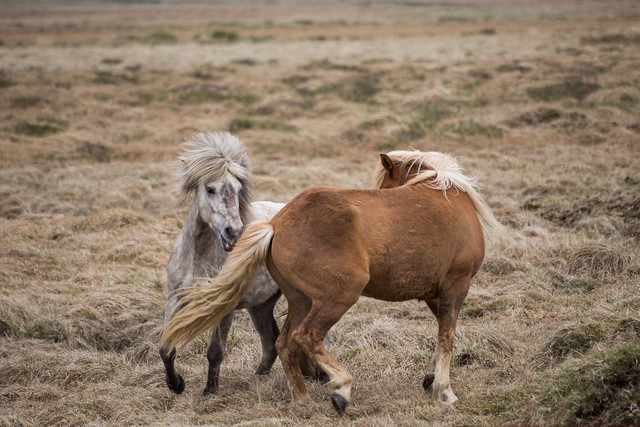 Icelandic Horses - Snæfellsnes Peninsula