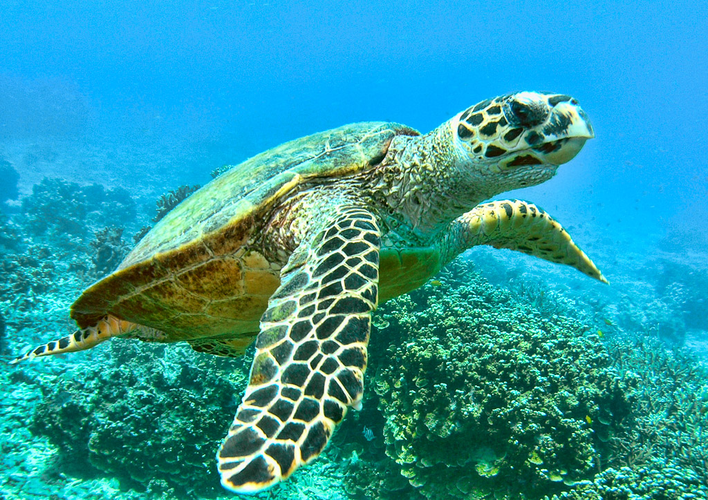 Turtle_Scuba_South Reef_Salang_Tioman Island.jpg