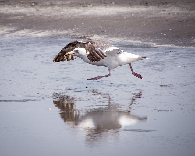gull takeoff
