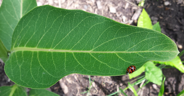 red ladybug walking along the edge of a milkweed leaf