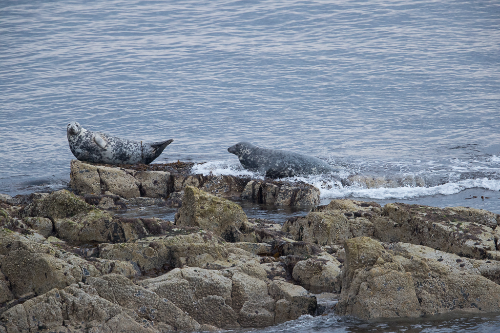 Grey Seal  Isle of May,Scotland 2016