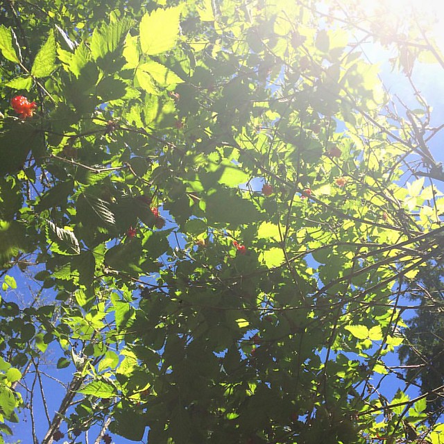 So many berries overhead.