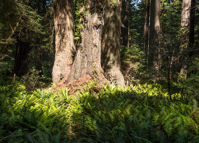 sun on trees and ferns