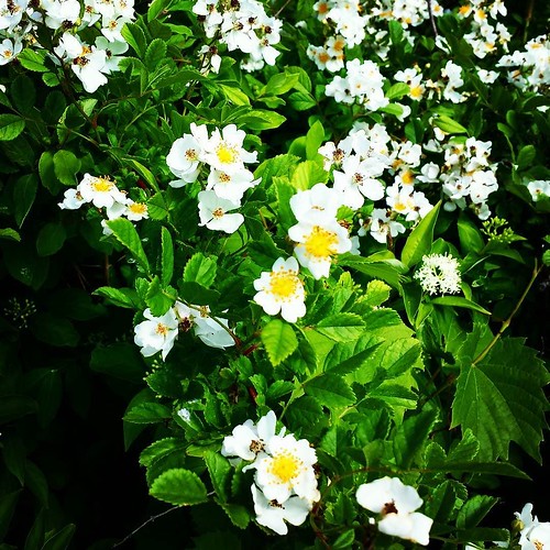 White and yellow #flowers #ChestnutRidge #wny #OrchardPark #summer