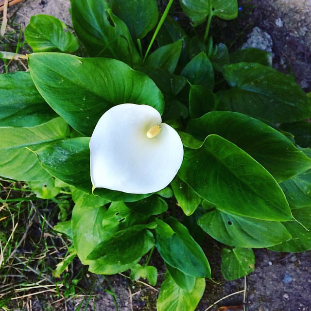 Our calla lily is blooming. 💚