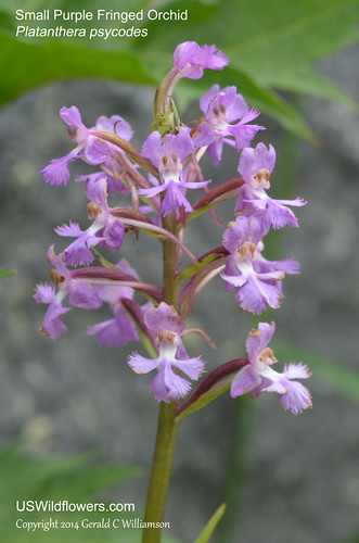 Small Purple Fringed Orchid, Lesser Purple Fringed Orchid, Lesser Purple Fringed Bog-orchid - Platanthera psycodes