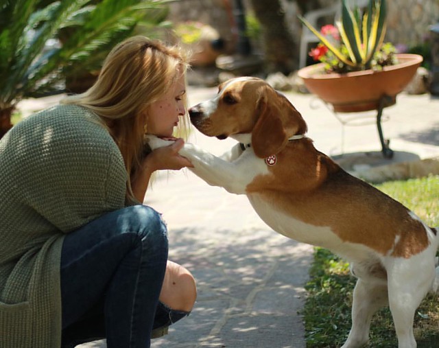 слаще зверя нет)))) собака обожает фотографироваться, что она думает - ума не приложу 😂 #бруно #бигль #собакаржака #beagle #beagleharrier #bruno