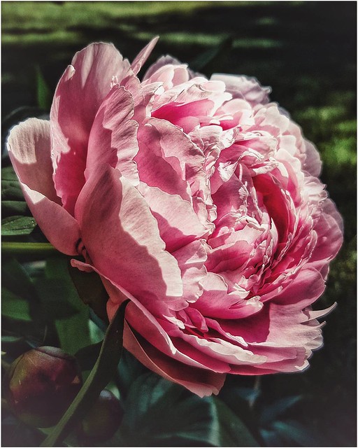 Sometimes I need only to stand wherever I am to be blessed. -- Mary Oliver #mypeoniesareblooming #peony #peonies #pinkpeonies #yyc #flowers #flowerphotography #flowerstagram #flowermagic #flowersofinstagram #pinkflowers #yycflowers #pridemonth #maryolive