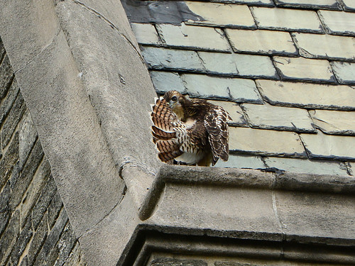 Cathedral RT Fledge 2 - 9154