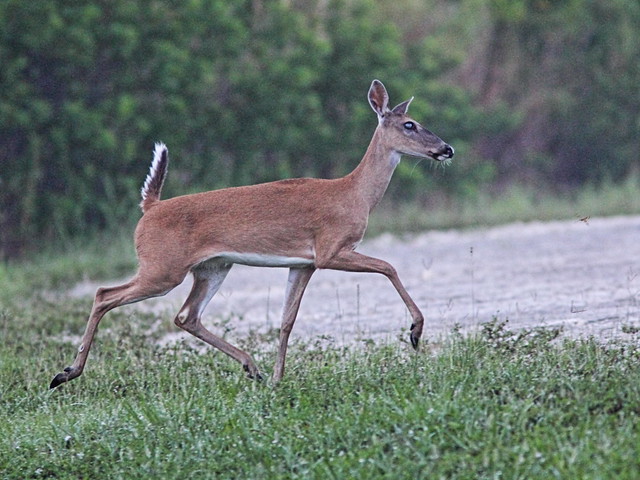 White-tailed Doe run and jump 02-20160601