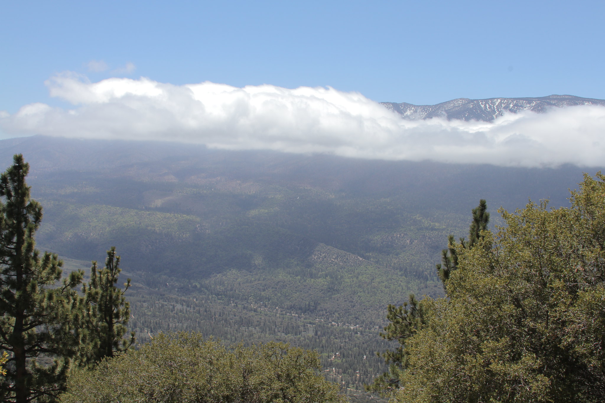 Knot Pine Trail - San Bernardino National Forest