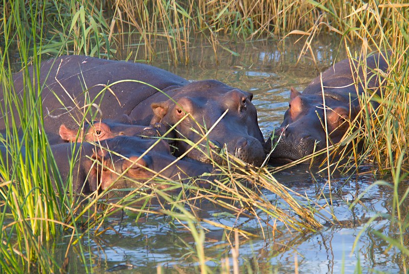 Hipopótamos en Santa Lucía: PN iSimangaliso Westland Park - Por el norte de SUDÁFRICA. Montañas, playas, fauna y sus gentes (20)