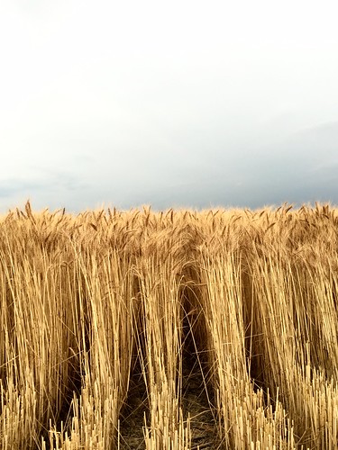 The wheat is rather tall.