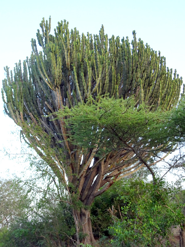 Lion Sands Safari Day 2- Tree Euphorbia or Candelabra Tree