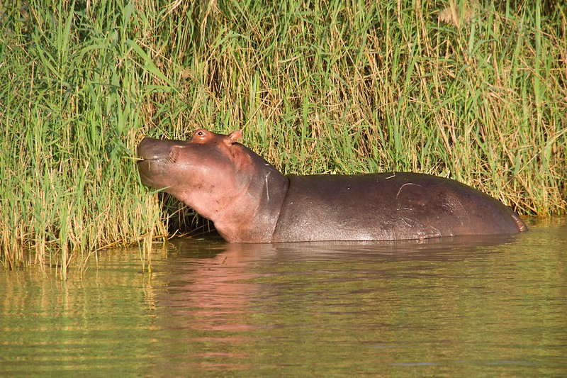 Por el norte de SUDÁFRICA. Montañas, playas, fauna y sus gentes - Blogs de Sudáfrica - Hipopótamos en Santa Lucía: PN iSimangaliso Westland Park (16)