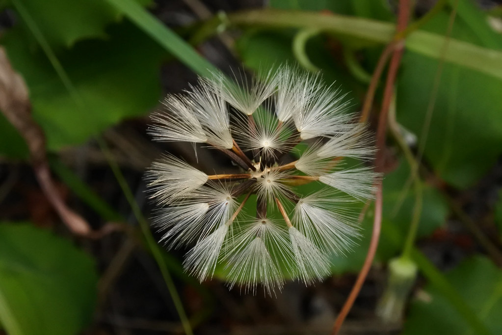 Butterweed seed head
