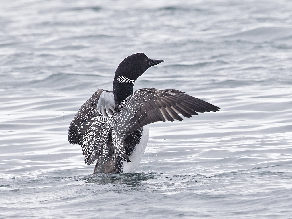 Great Northern Diver      Iceland