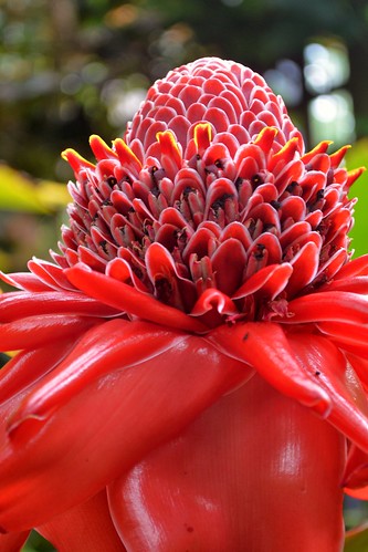 Tropical Red Flower: Likely a Ginger
