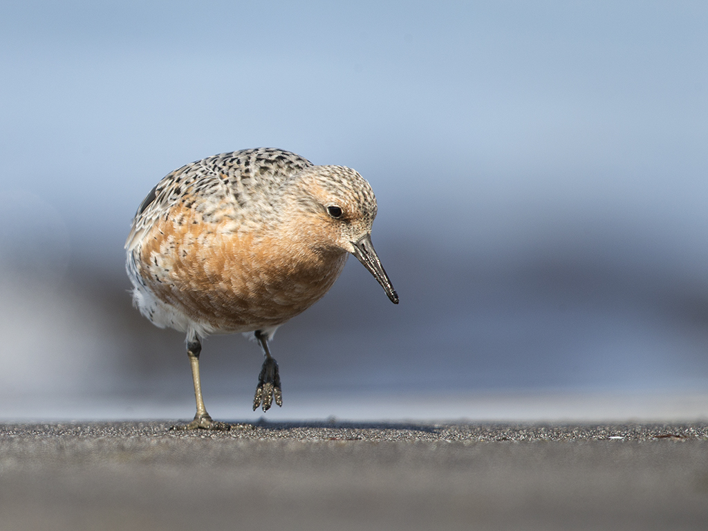 Red Knot     Iceland