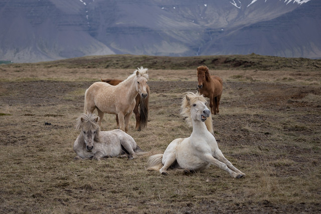 Icelandic Horses - Snæfellsnes Peninsula