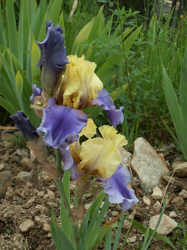 Edith Wolford - Iris 'Edith Wolford' - Hager 1984 26828848354_d2a761d9a1