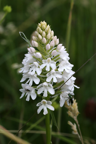 Pyramidal Orchid Anacamptis pyramidalis var. albiflora