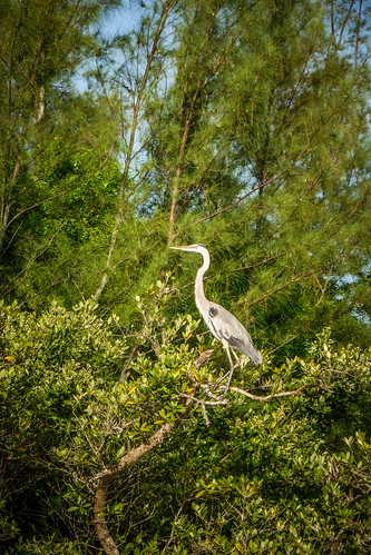 Great Blue Heron on the Indian River