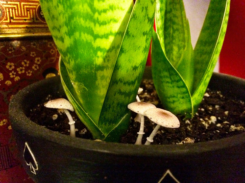 Surprise Mushrooms in Snake Plant (May 30 2015)