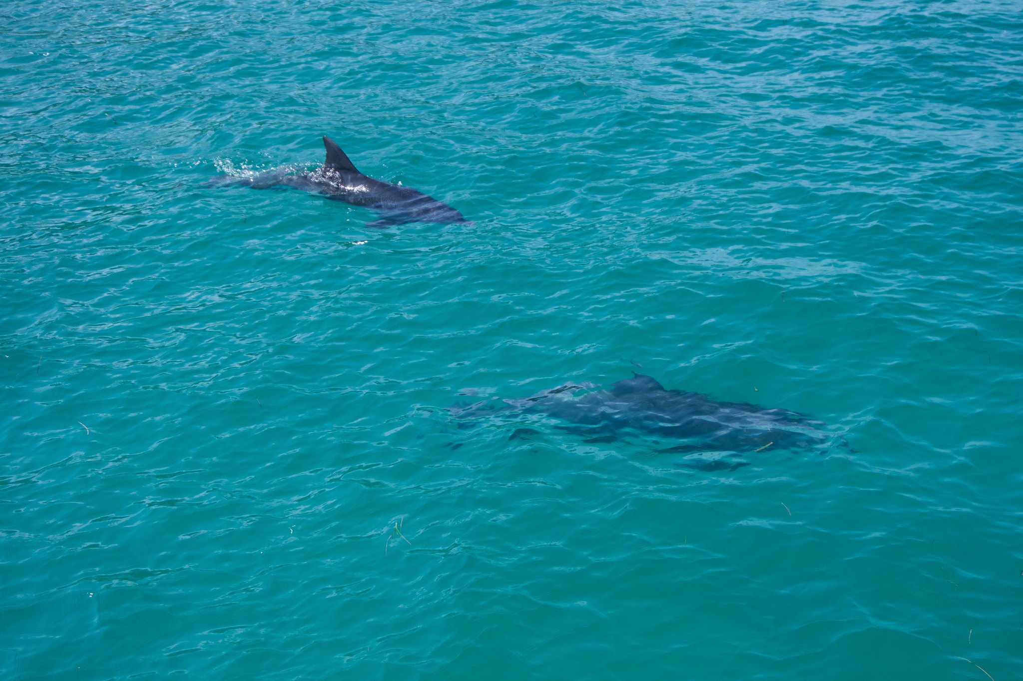 2 Dolphins