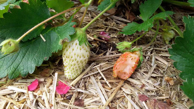 Strawberry with some bites taken out of it, the Garden of Eating, copyright 2016
