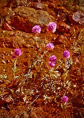 Desert Blooms