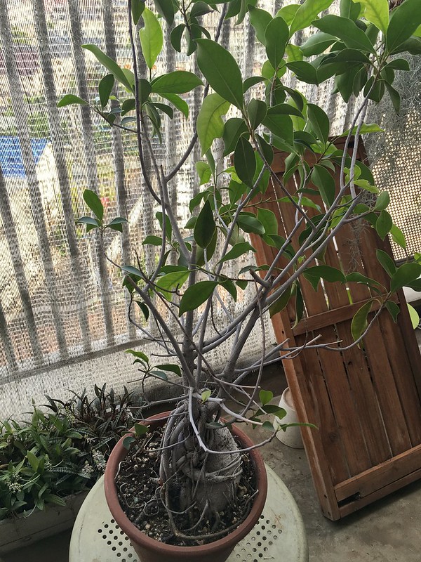 2016/05/29 stretched Ficus microcarpa ガジュマル