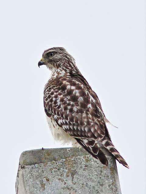 Red-shouldered Hawk juvenile 20130803