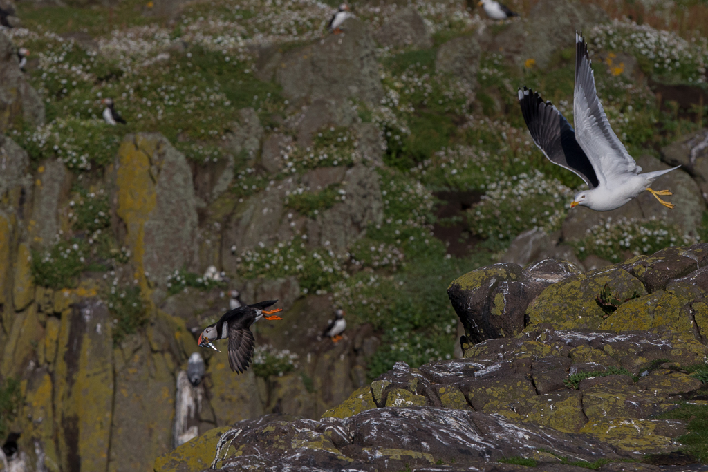 Lesser Black-backed Gull Isle of May,Scotland 2016