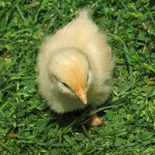 Buff Orpington Chick
