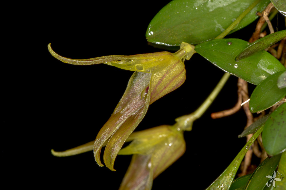 Barbosella australis