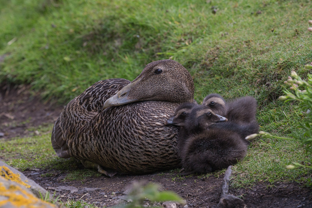 Eider Duck Isle of May,Scotland 2016