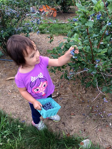 Blueberry Picking 2016