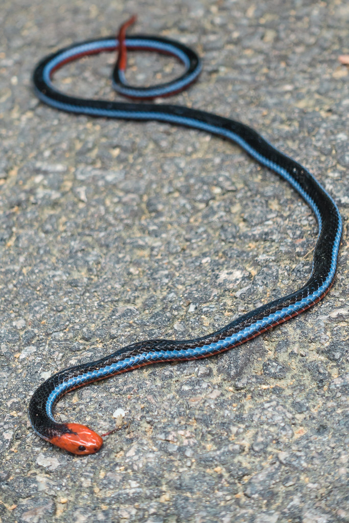 Blue Malayan coral snake