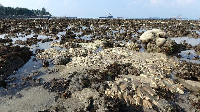Mass coral bleaching at Terumbu Hantu, 9 Jun 2016