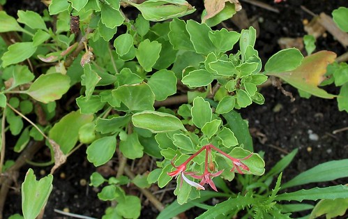 Pelargonium acetosum (3)