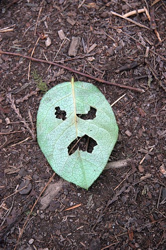 Leaf Face